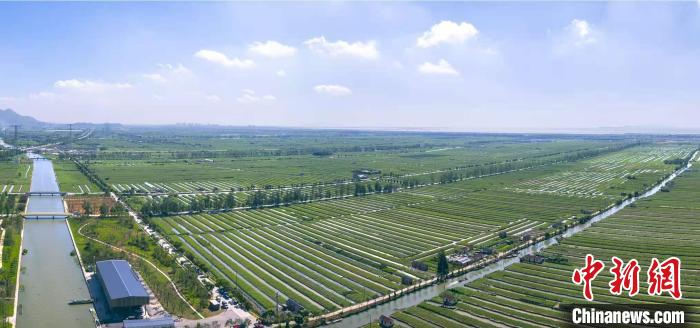 瑞安市滨海塘河台田生态系统.瑞安市农业农村局 供图