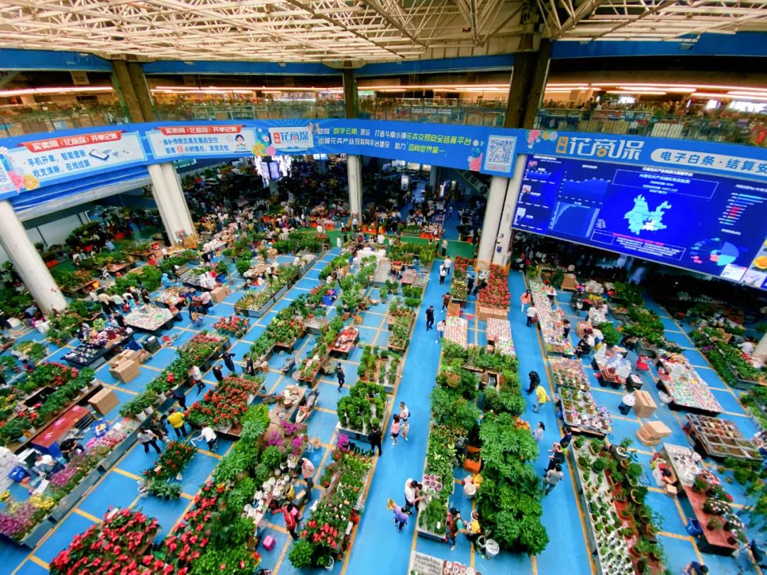 关注从滇池边的小村庄到亚洲鲜花重镇斗南为什么能人民日报海外版给出