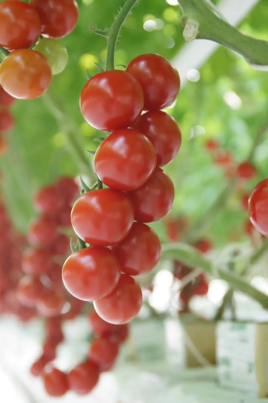 听见小康58傍上黑科技的小番茄为什么这样红