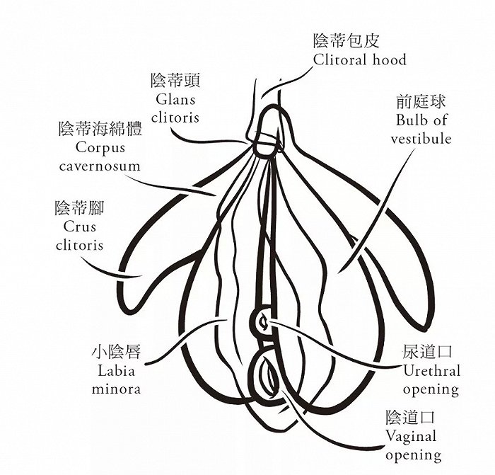 认识可爱又迷人的"她"——当然!那么,阴蒂,到底是什么,长什么样?