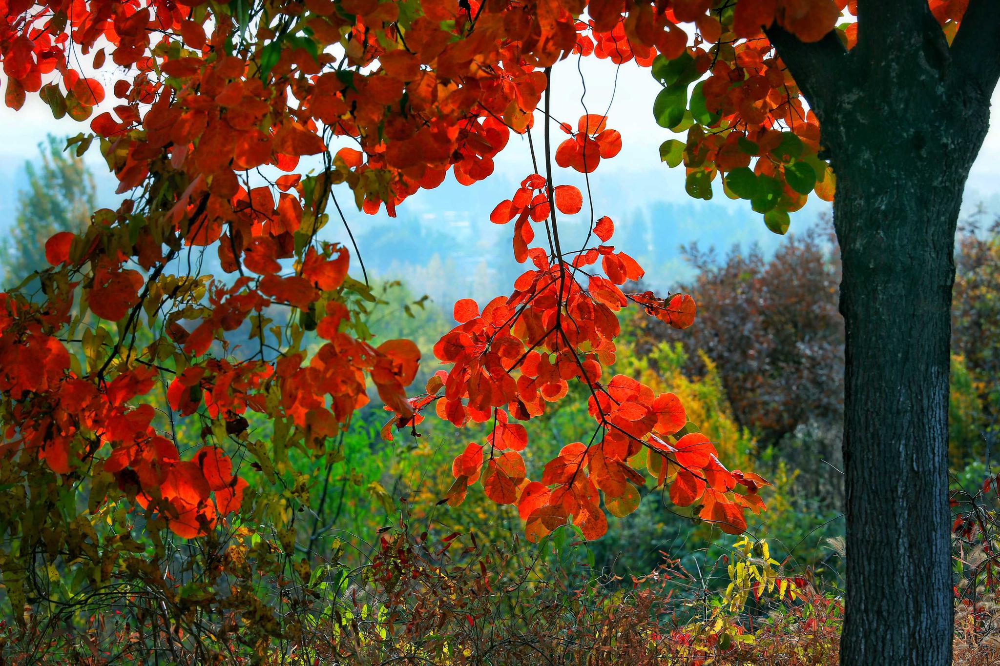 最美景色在晚秋