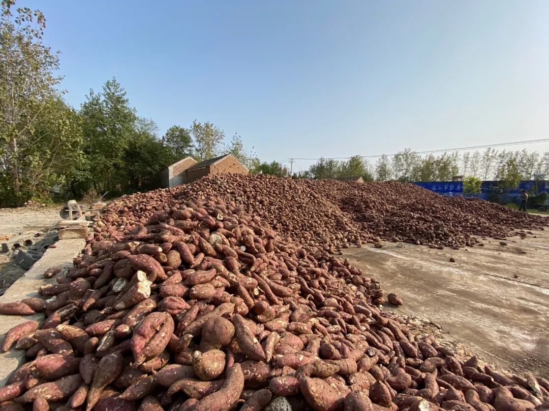 石家庄井陉：农民丰收节红薯好收成-河北发布-长城网