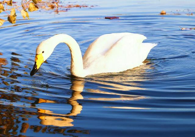 (张秀峰 裴国峰/摄)