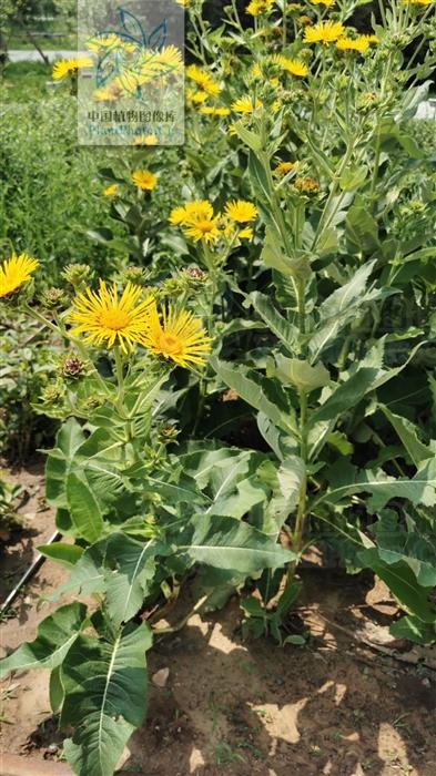 土木香见过吗理气止痛主治慢性胃炎胃肠功能紊乱