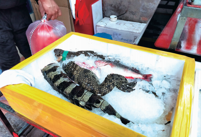 市民反映:和平村海鲜市场卖活鳄鱼,鳄鱼能吃吗?|野生动物_新浪新闻