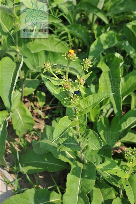 土木香见过吗理气止痛主治慢性胃炎胃肠功能紊乱