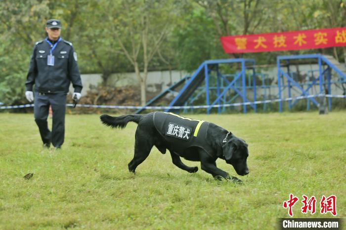 警犬基地指导下,重庆市公安局刑侦总队于2019年7月成立了搜爆安检团队