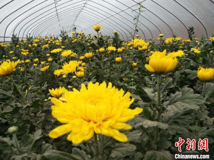 产业扶贫造血山西村庄特色农业富民家门口就业暖心