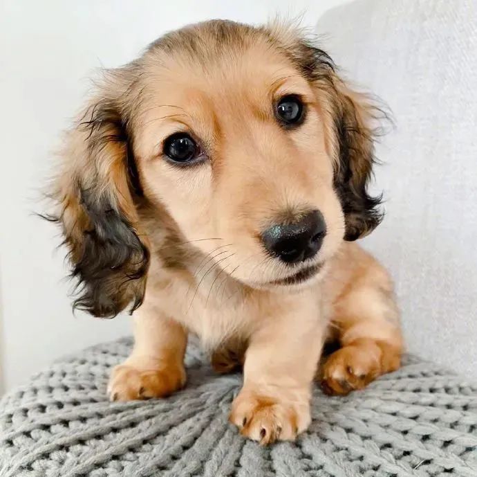 是个会微笑的小卷毛!