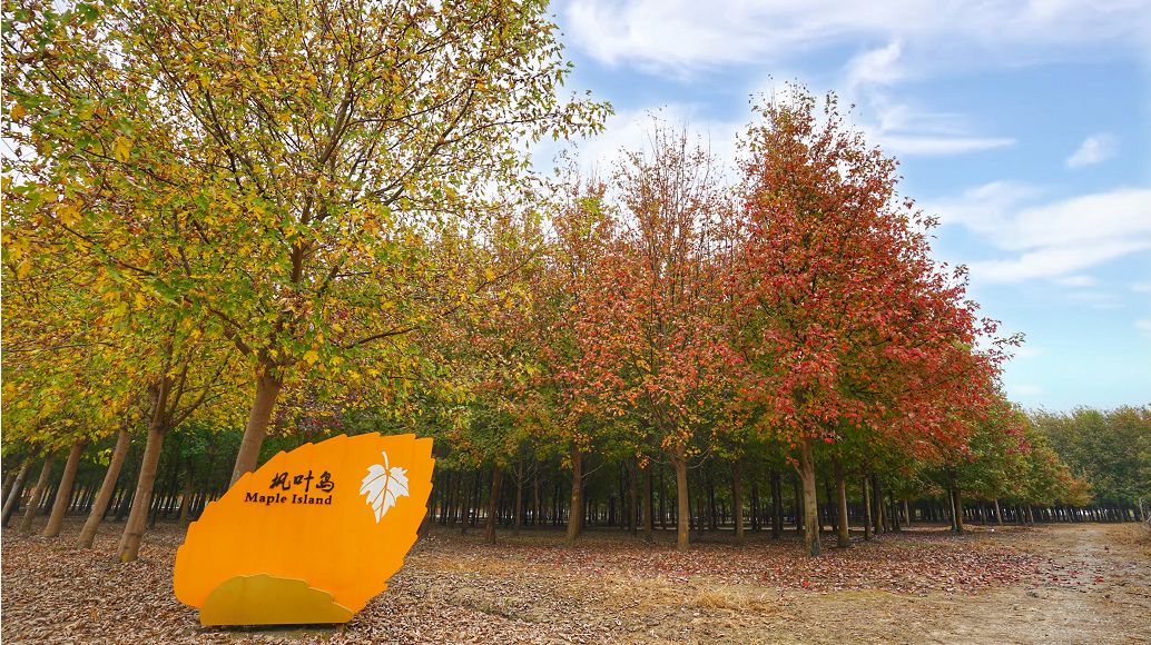 提示金山枫叶岛的红叶开始慢慢变红一起来看美图