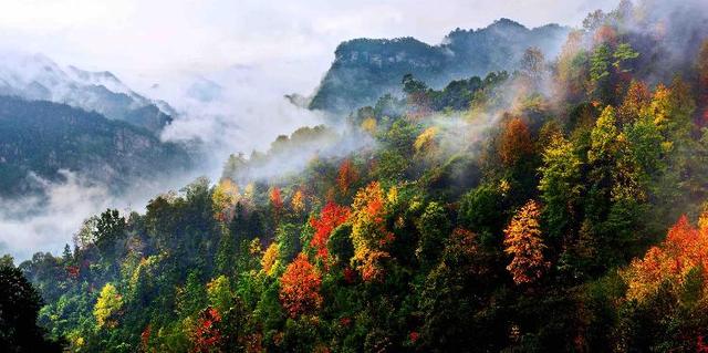 金佛山彩林已进入最佳观赏期,抓住秋天的尾巴去耍一次吧