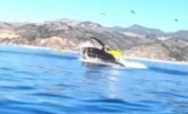 美国两名皮划艇女子被座头鲸一口吞下 奇迹般逃脱休闲区蓝鸢梦想 - Www.slyday.coM