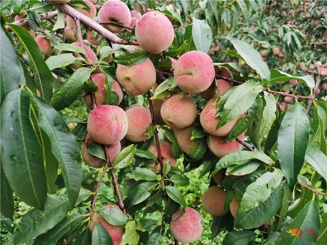 武定发窝乡冬桃成熟:摘鲜嫩水灵赏秀美风光 约起来|武定狮子山|冬桃