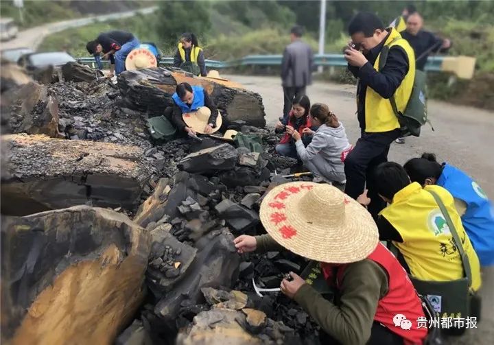 都是几亿年前的宝贝！桐梓尧龙山发现多处古生物化石点