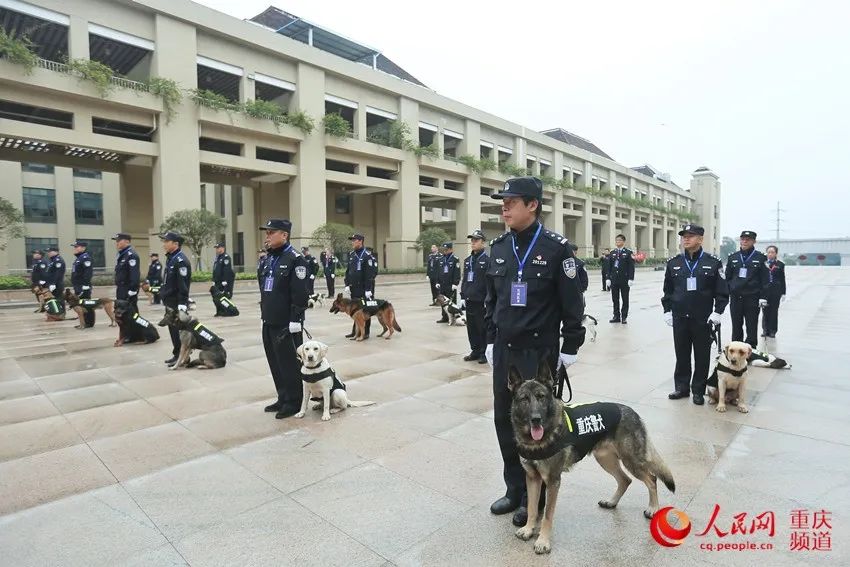 搜爆犬大比武 看看它们有什么绝技 手机新浪网