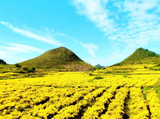 金丝皇菊吐芬芳