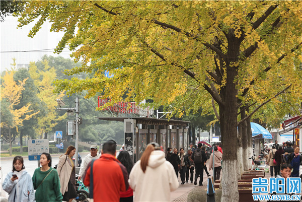 【图集】深秋时节,贵阳遵义路的银杏美了