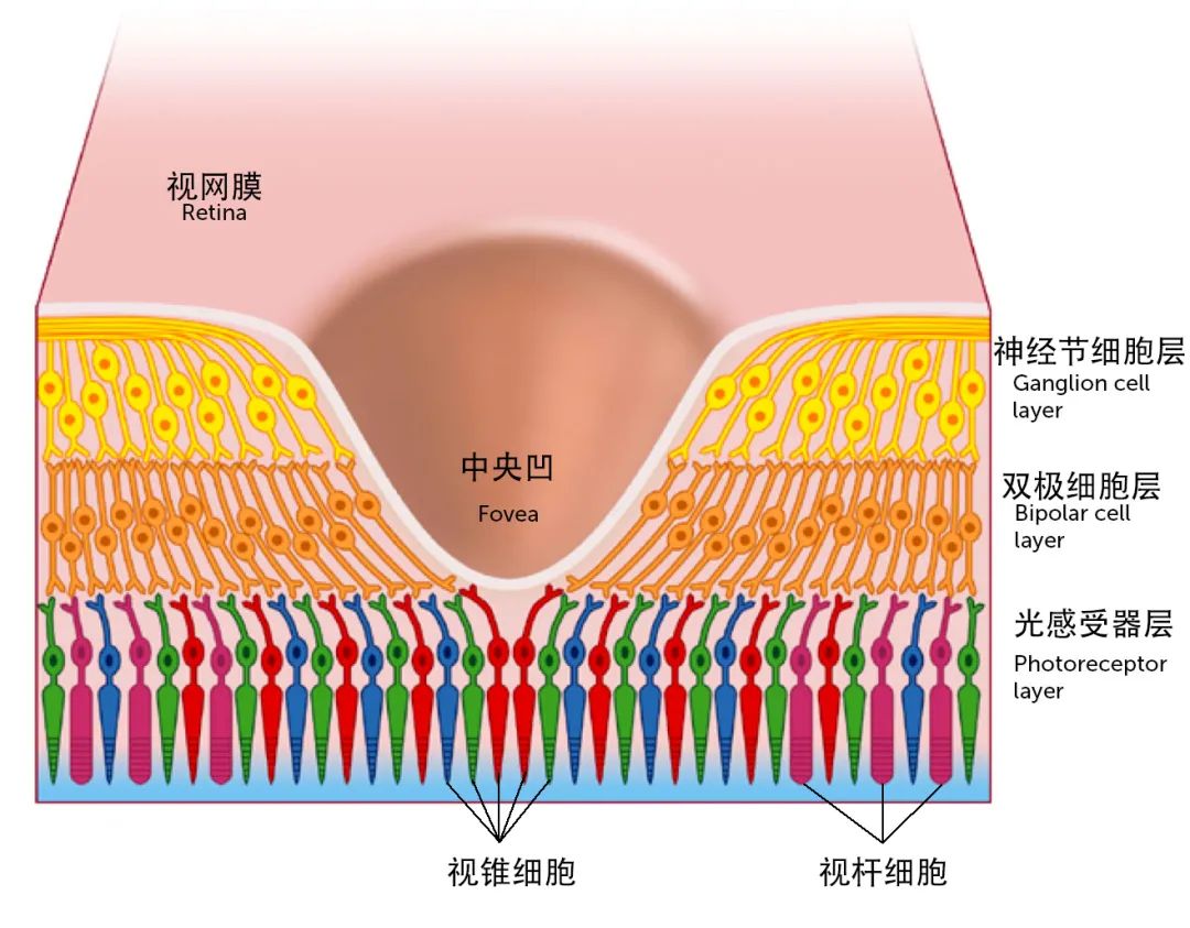 视锥细胞|视网膜|细胞_新浪新闻