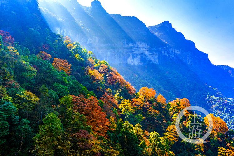 层林尽染 彩林斑斓,金佛山进入最佳彩林观赏期