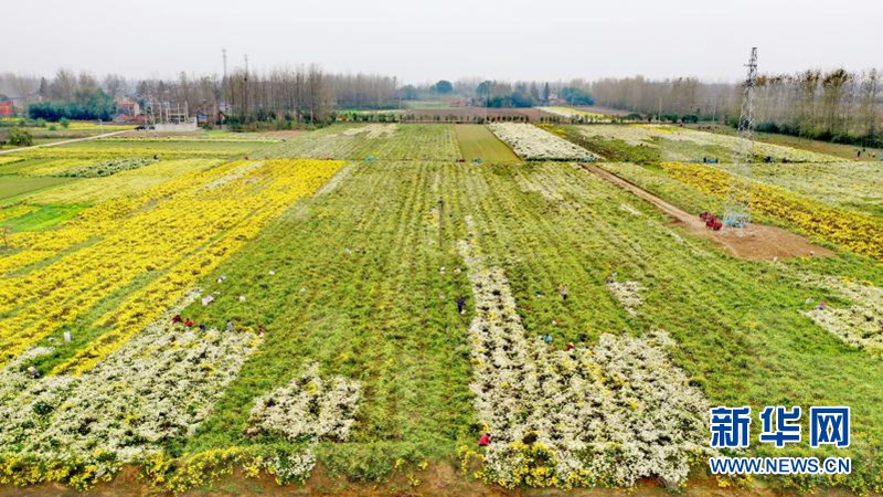 荆门市沙洋县马良镇姚集村大集特色农业专业合作社的种植基地内120亩