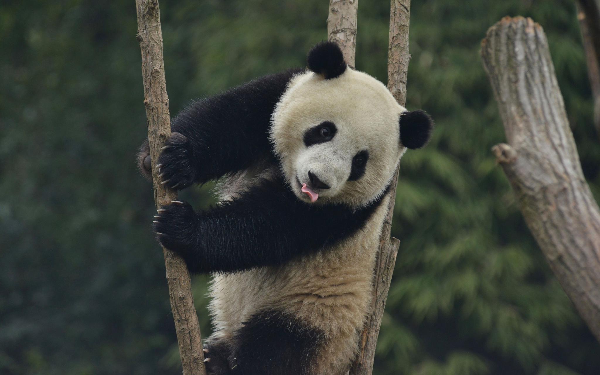 野生动物|大熊猫|孙全辉_新浪新闻