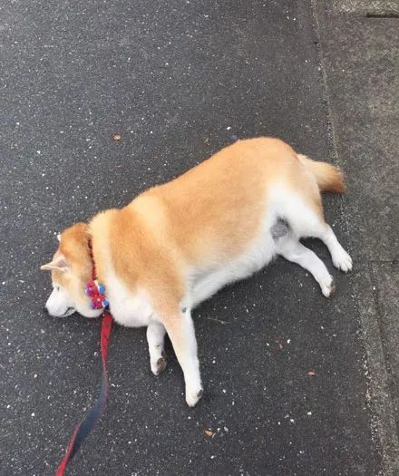 狗子散步到一半躺在地上不肯走,主人一看这体型:我先坐会!