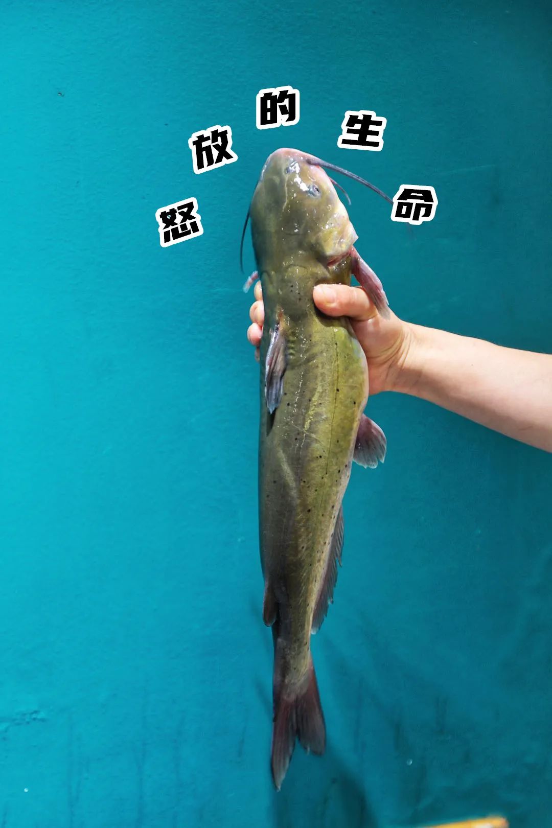 人均30 吃到撑!万德庄这家烤鱼神店,清江鱼现点现杀!
