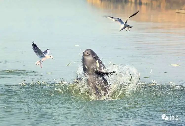 正在捕食的江豚.摄影/余会功