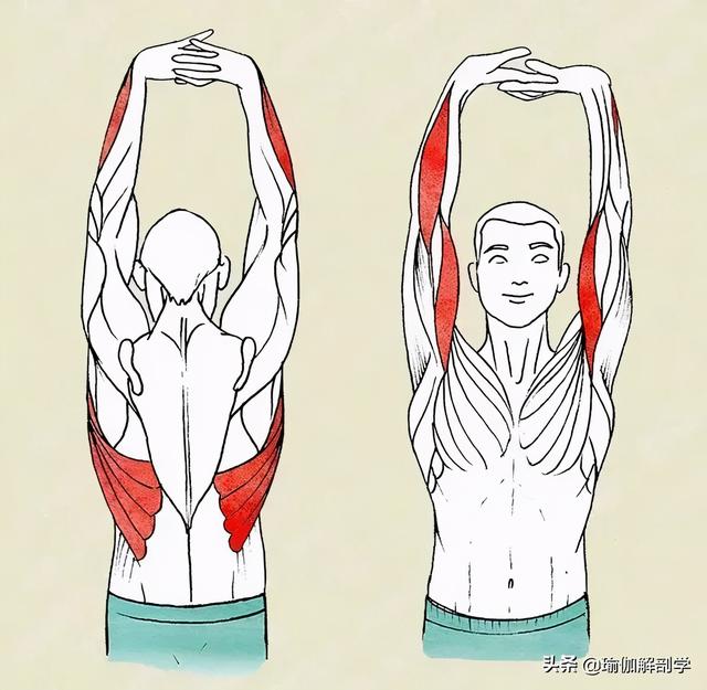 15个全身拉伸大法超级简单瑜伽初学者在家就可以练