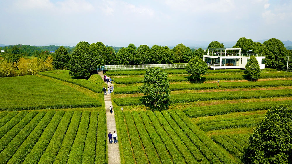 长沙县金井镇茶园 张桂贵/摄