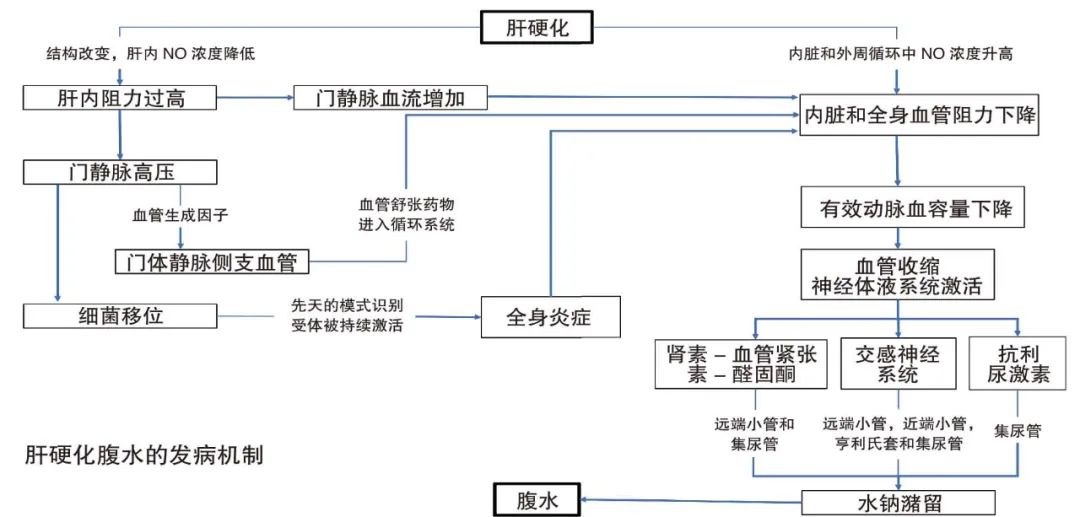肝硬化腹水管理指南发布专家解读新发腹水患者应进行诊断性腹腔穿刺