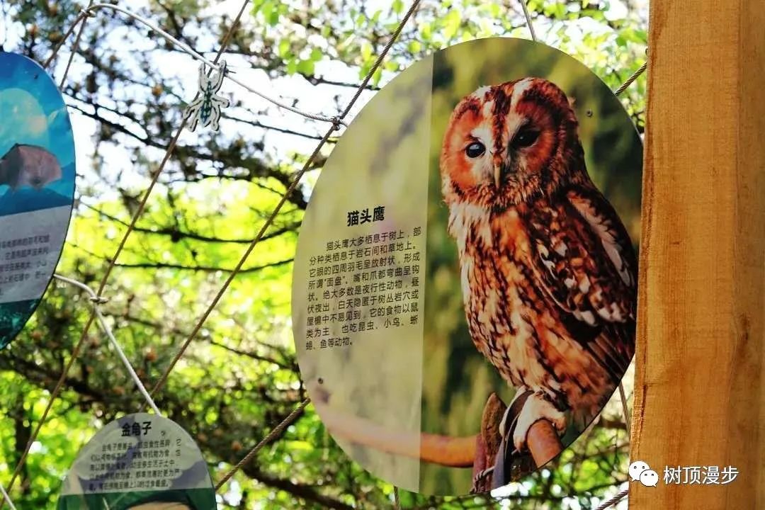 树顶漫步喜迎贵宾
