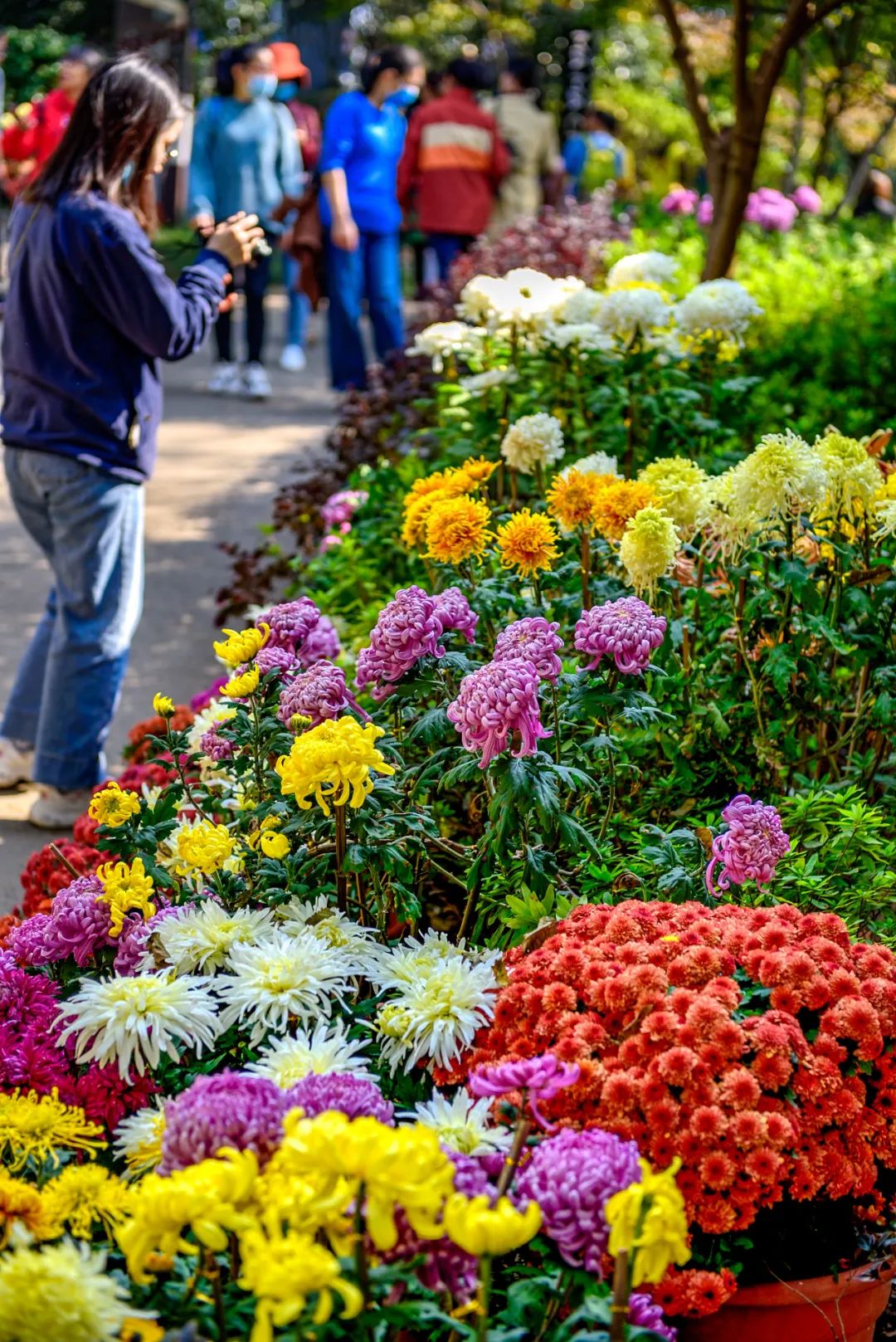 快看岳麓山已被菊花攻占了