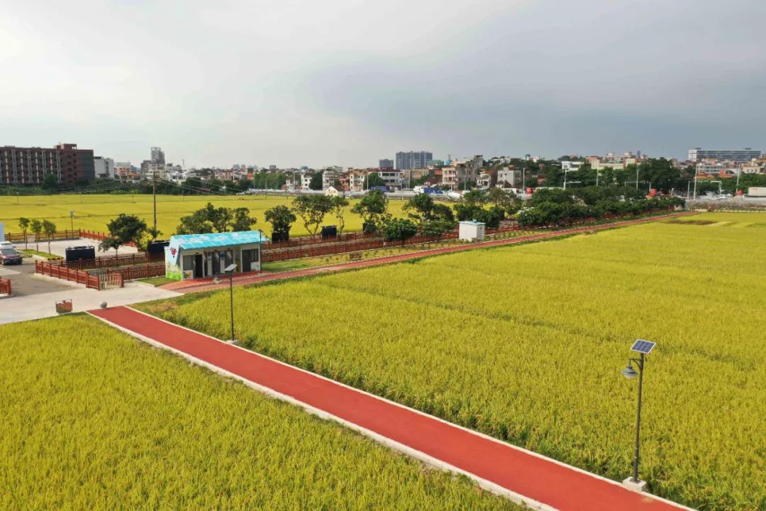 茶山上元稻田公园
