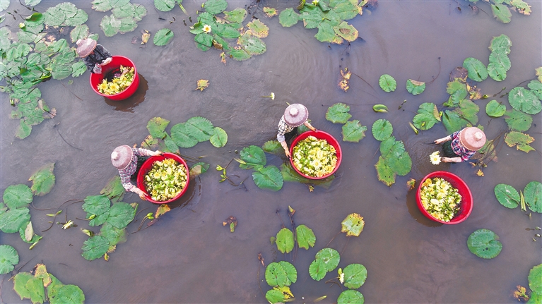 11月6日,嘉积镇的农民在采摘九品香莲.