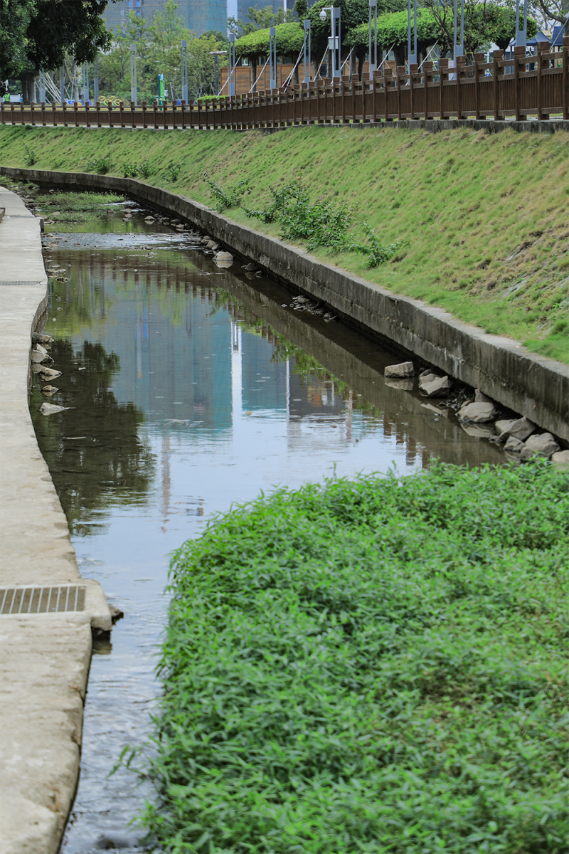 发现光明治水景观丨甲子塘排洪渠:水尤清冽,杨柳依依
