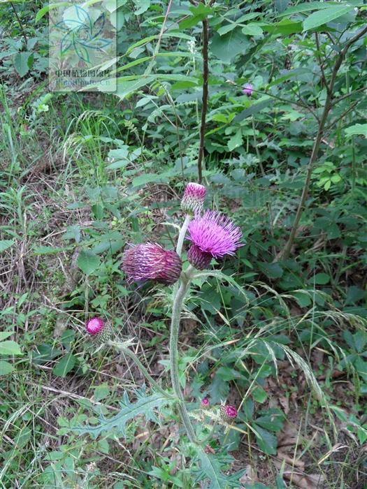 大蓟,见过吗?能凉血止血,祛瘀消肿|大蓟_新浪新闻
