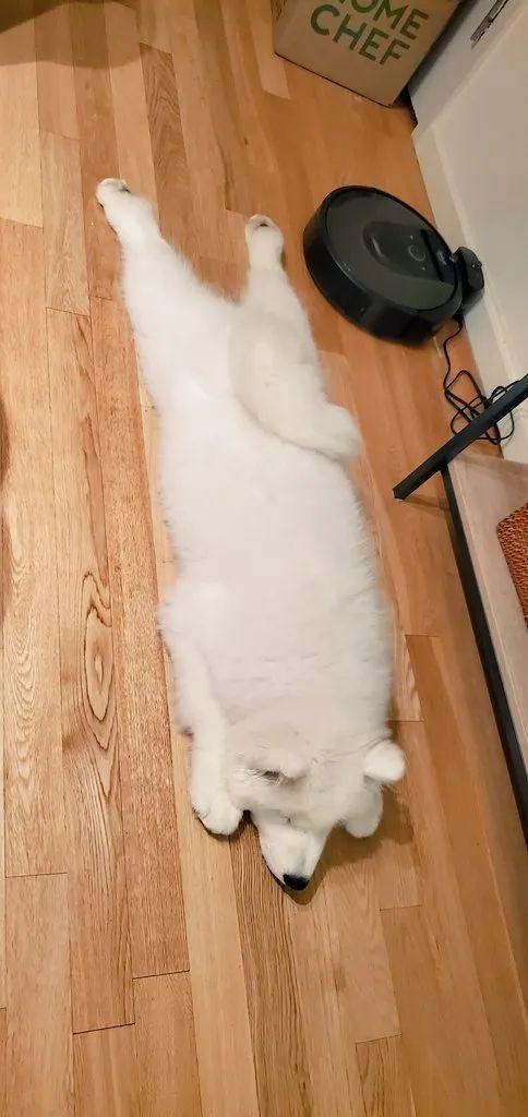 会飞机趴的小狗狗,简直就是萌上加萌啊!