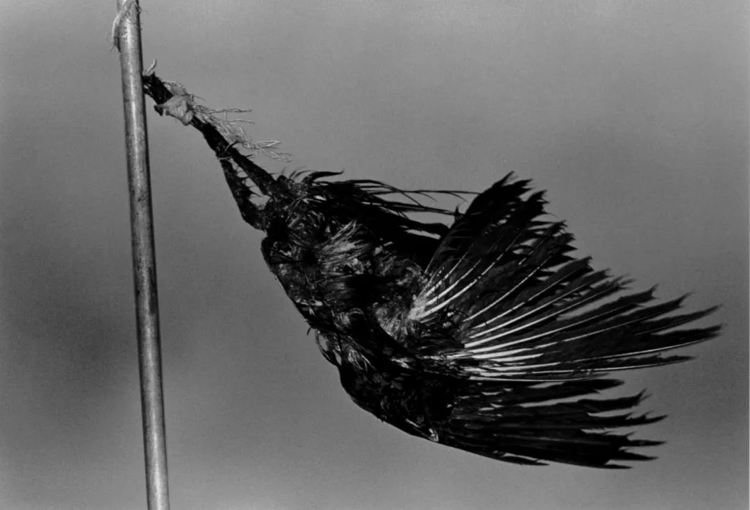 著名摄影师镜头下的特写