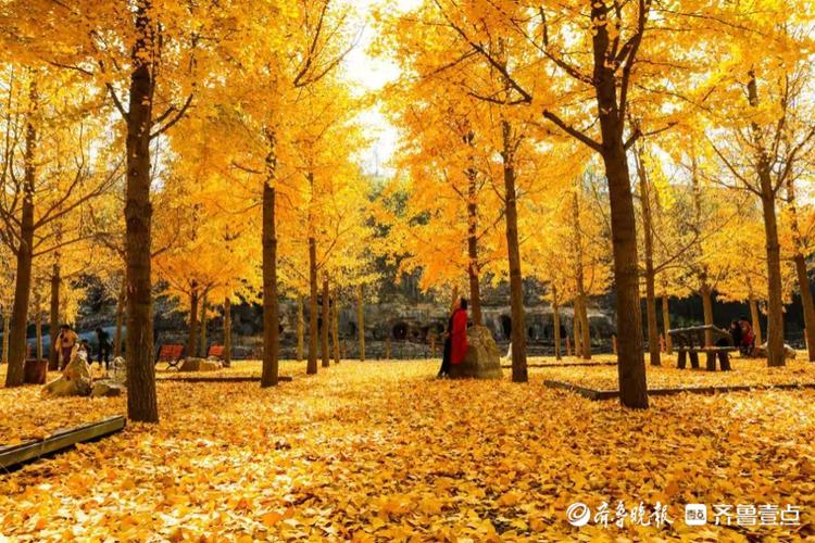 蒙阴藏龙山庄,秋色藏不住