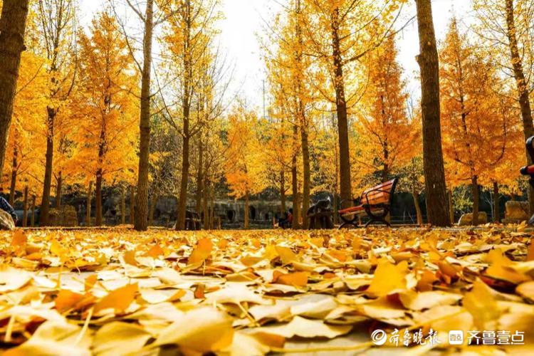 蒙阴藏龙山庄,秋色藏不住