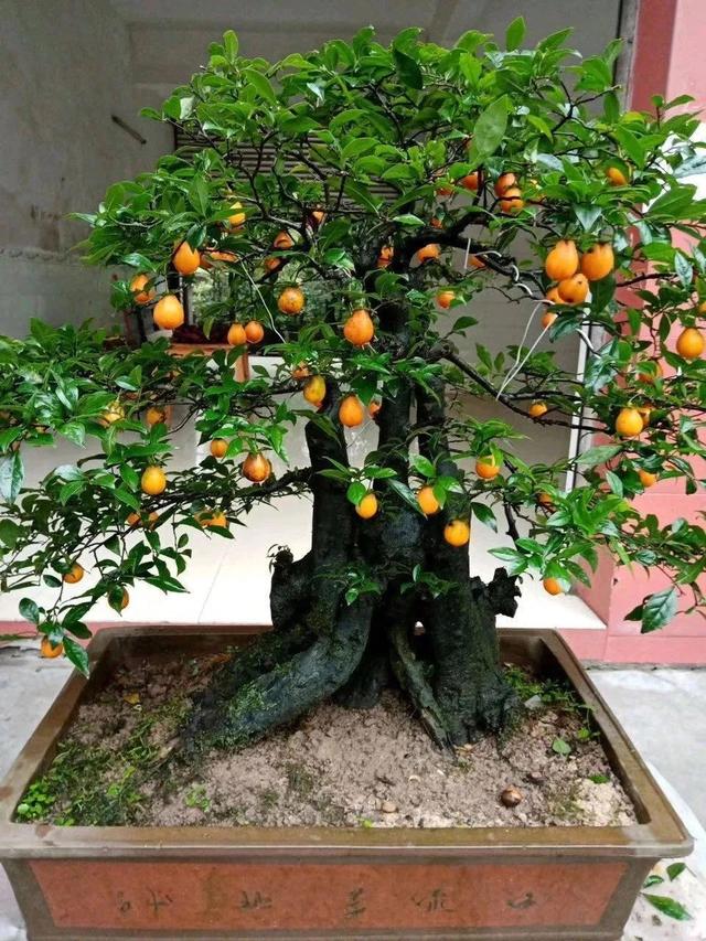 冬天养盆金弹子,枝头挂满小果子,漂亮又喜庆,越养越旺家