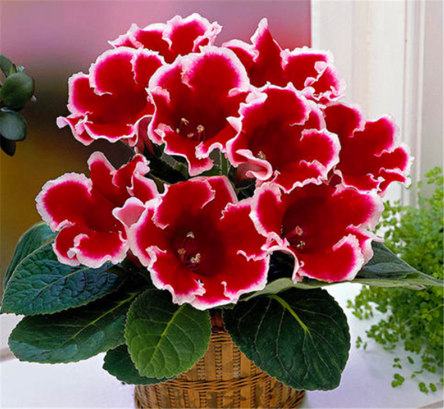 室内专属盆栽大岩桐养护过程有5怕难怪花芯腐烂叶子黄