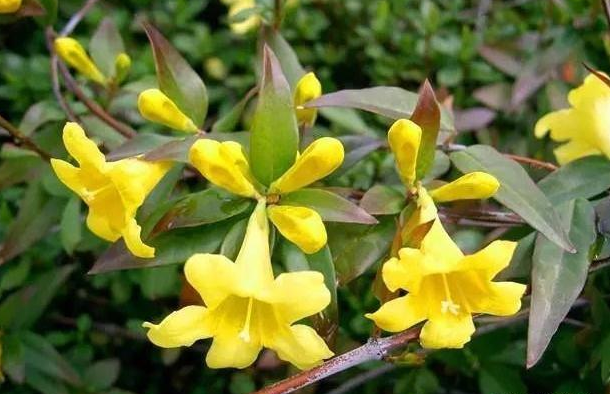 法国香水茉莉盆栽,好看又好养,花香浓烈,耐寒耐冻,花期半年