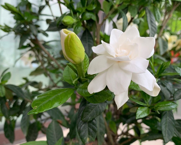 栀子花冬季黄叶了硫酸亚铁不能浇因为真正的原因在这里