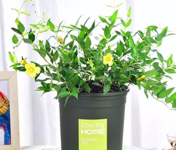 法国香水茉莉盆栽,好看又好养,花香浓烈,耐寒耐冻,花期半年