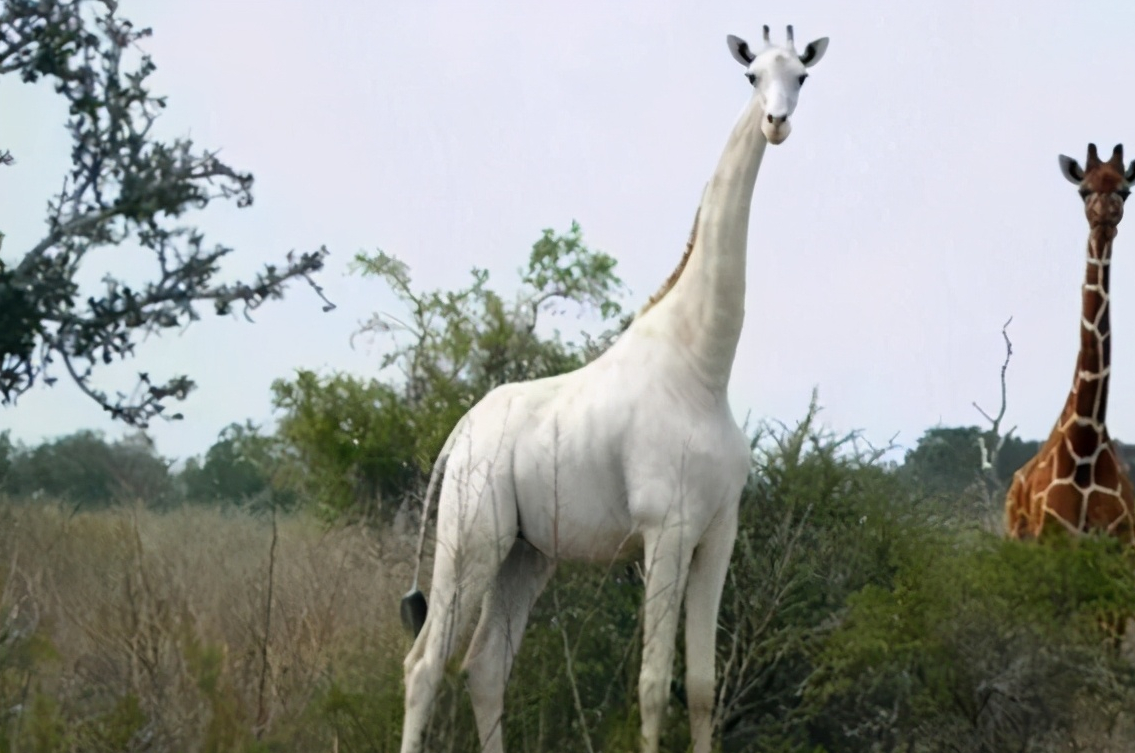 肯尼亚现纯白色长颈鹿,为防盗猎,鹿角被绑gps由专人看护