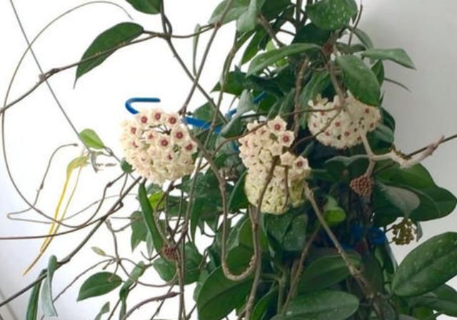 花友:球兰不开花怎么办?4点做到位,想要养好一点也不难