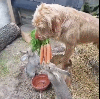 狗狗拿红萝卜喂兔子,一头小猪跑过来,画风直接变了!