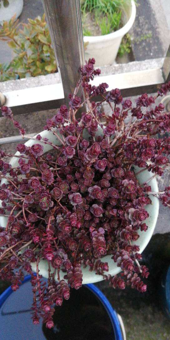 小球玫瑰是比较容易群生的一种多肉,很多花友都喜欢,但是有些人养护的